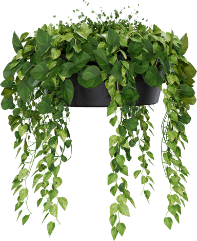 Hanging plant in pot cutout